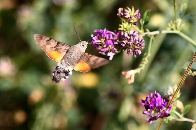 Macroglossum stellatarum